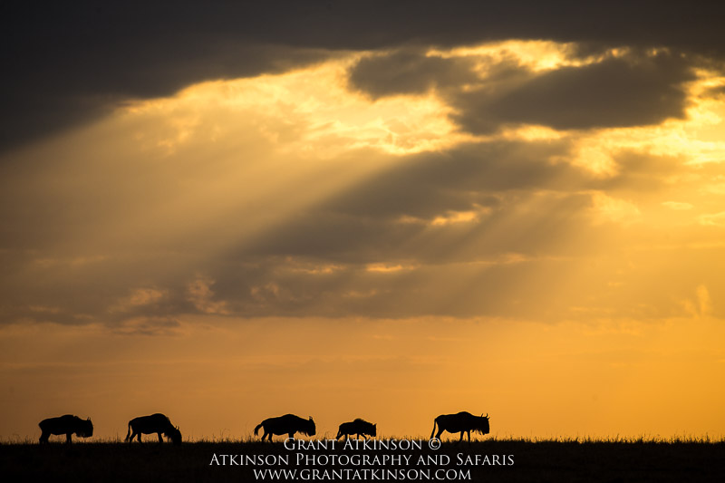 Wildebeests - Copyright © Grant Atkinson